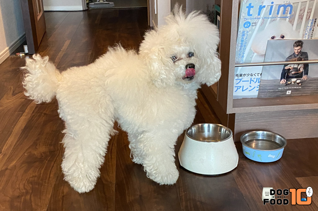 PETOKOTO(ペトコト)を愛犬ことりに食べてもらいました!