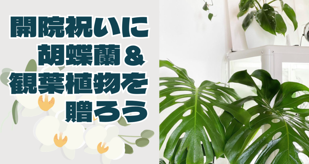 【開院祝い】に「胡蝶蘭」＆「観葉植物」を贈ろう〜病院に生命力を添える